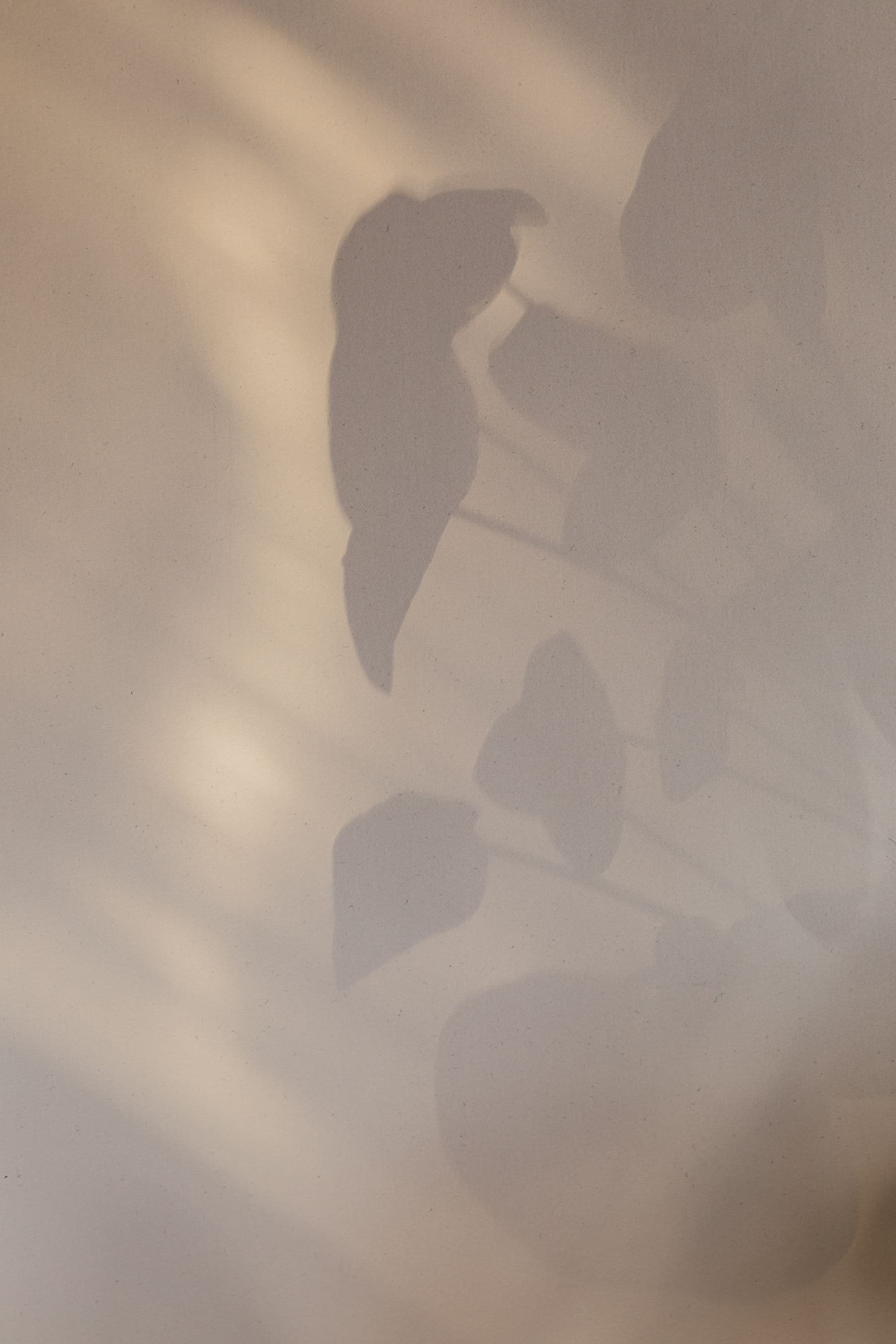 Shadow of a plant on a warm plaster wall