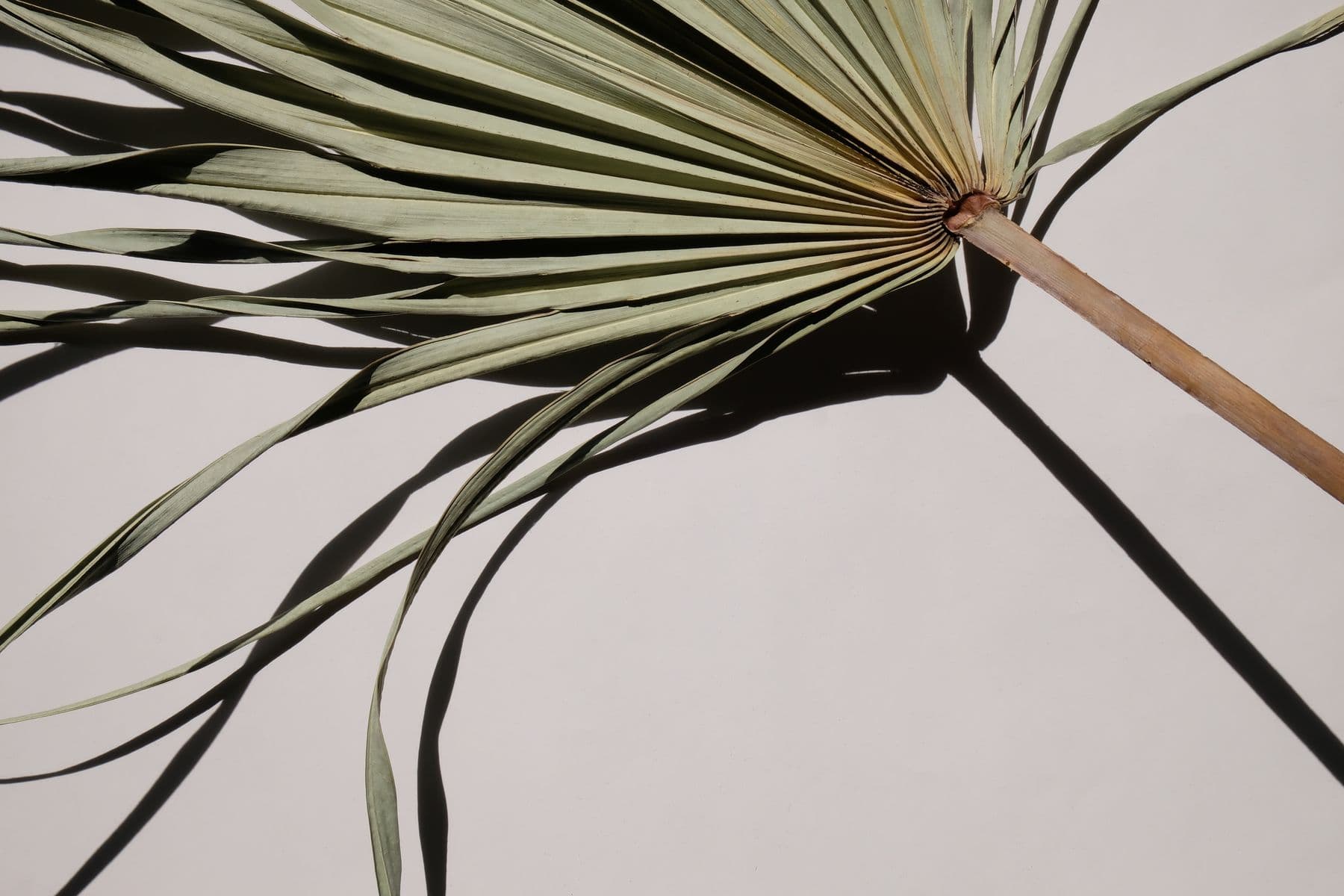 Dried palm leaf on an ivory surface